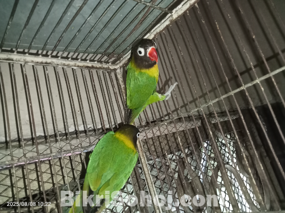 Yellow color love bird